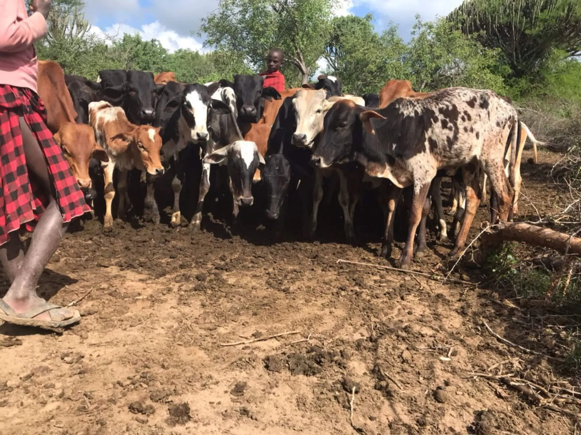 Herders en hun koeien